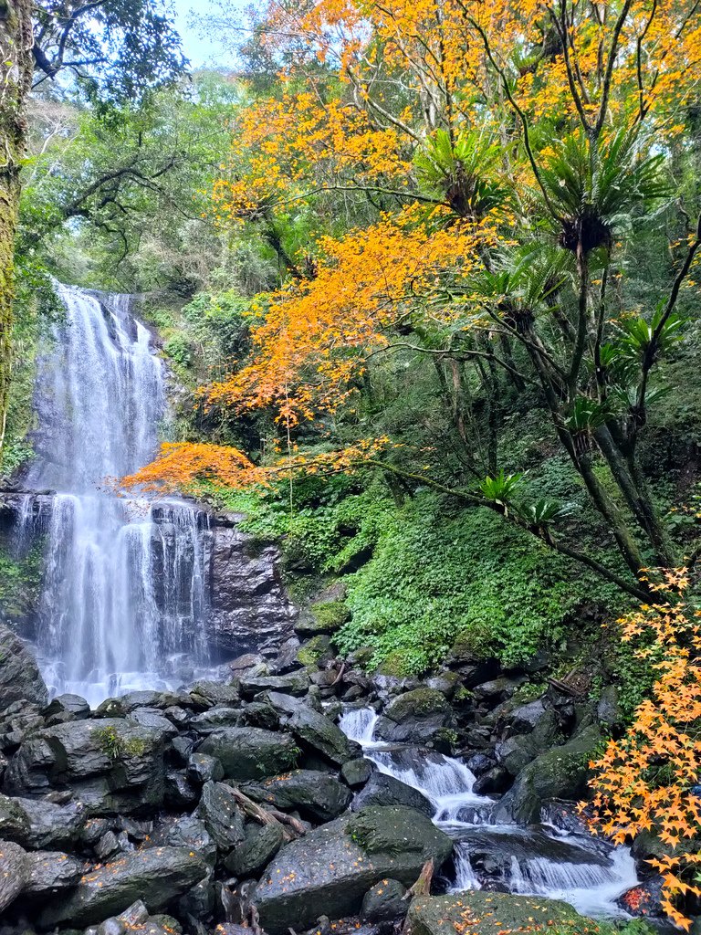 【新北景點】三峽雲森瀑布賞楓‧楓紅層層‧搭配絕美垂簾式瀑布│