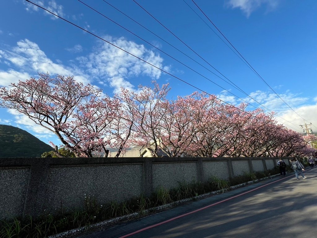 【台北景點】2024陽明山平菁街42巷賞櫻‧櫻花巷浪漫盛開│