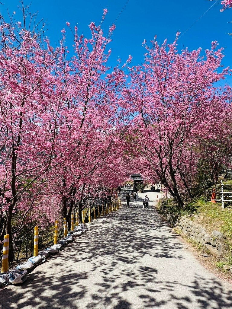 【新竹景點】2024司馬庫斯櫻花季‧昭和櫻盛開美景│上帝的部