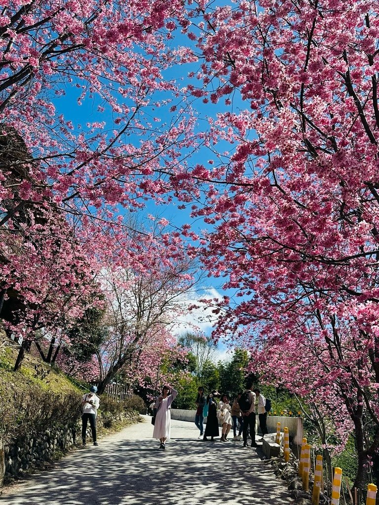 【新竹景點】2024司馬庫斯櫻花季‧昭和櫻盛開美景│上帝的部