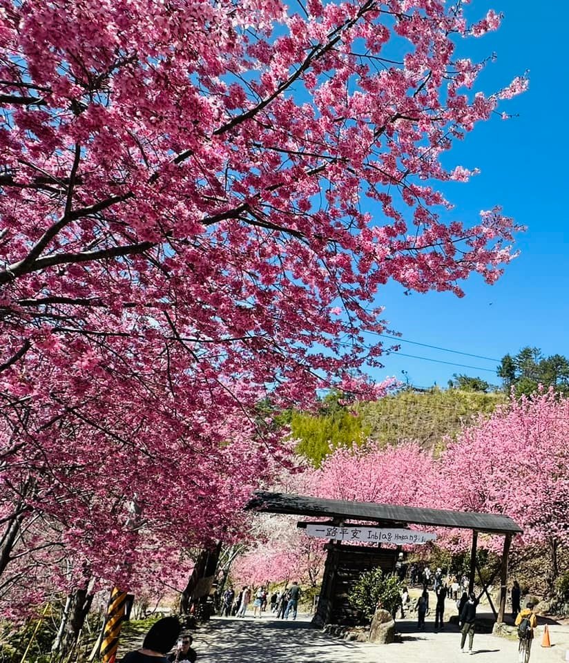 【新竹景點】2024司馬庫斯櫻花季‧昭和櫻盛開美景│上帝的部