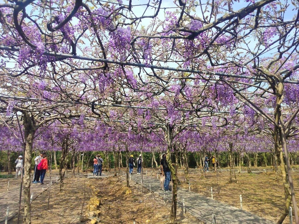 【新北景點】2024紫藤咖啡園二館水源園區‧紫藤瀑布之美│一