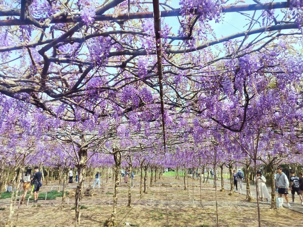 【新北景點】2024紫藤咖啡園二館水源園區‧紫藤瀑布之美│一