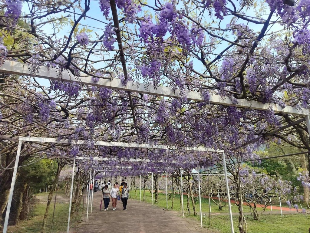 【新北景點】2024紫藤咖啡園二館水源園區‧紫藤瀑布之美│一