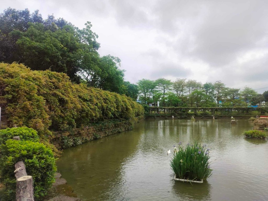 【新北景點】2024桃園龜山大湖公園‧紫藤即時花況│流蘇‧櫻