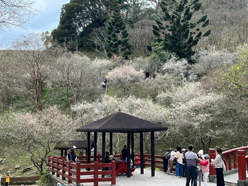 【梅花拍攝點】2025北部賞梅景點│桃園石門水庫‧角板山公園