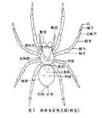 認識昆蟲的世界