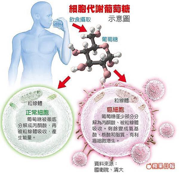 癌症為新陳代謝病