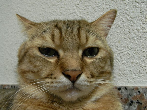 RIMG0009.JPG
