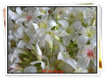 鳳嗚古道看桐花兒 (17).JPG
