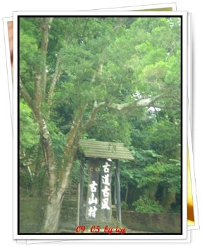 鳳嗚古道看桐花兒 (30).JPG