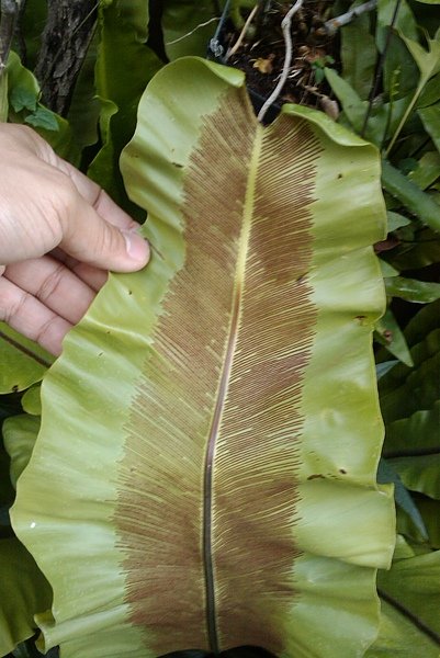IMAG0416.jpg