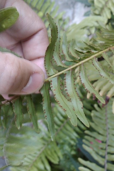 IMAG0420.jpg