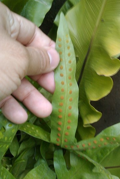 IMAG0418.jpg