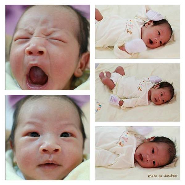 little bear 18d-2