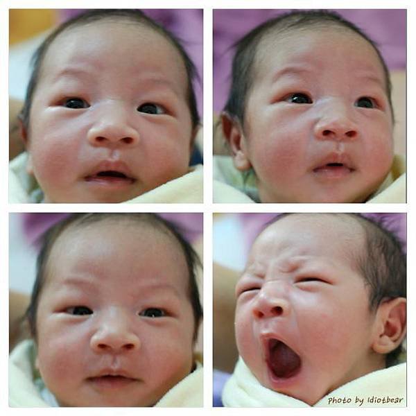 little bear 18d