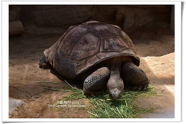 [ 日本 ] 半獸人的行程。上野動物園