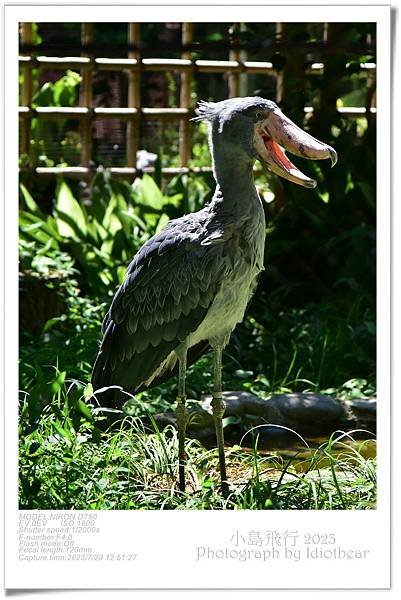 [ 日本 ] 半獸人的行程。上野動物園