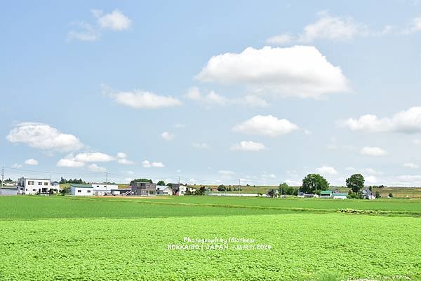 [日本] 畢業旅行。北海道的白金青池與花花世界