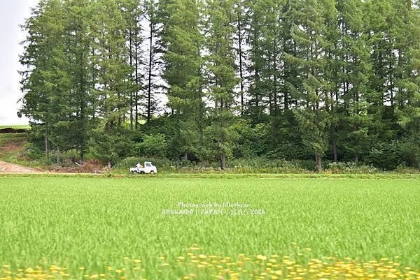 [日本] 畢業旅行。北海道的白金青池與花花世界