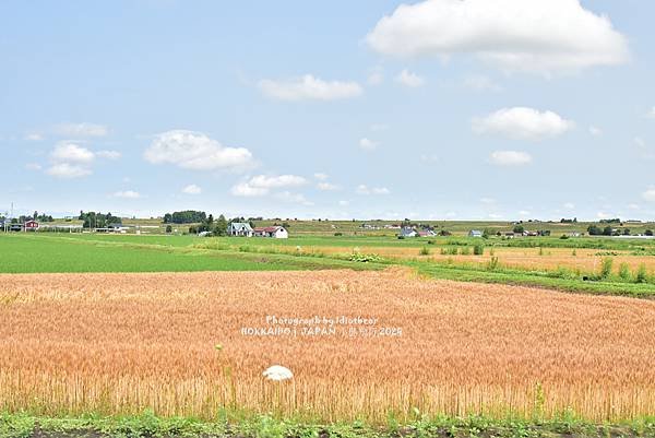 [日本] 畢業旅行。北海道的白金青池與花花世界