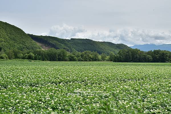 [日本] 畢業旅行。北海道的白金青池與花花世界