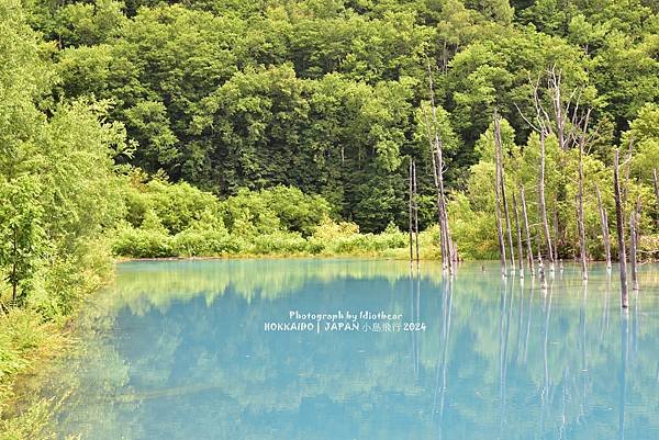 [日本] 畢業旅行。北海道的白金青池與花花世界