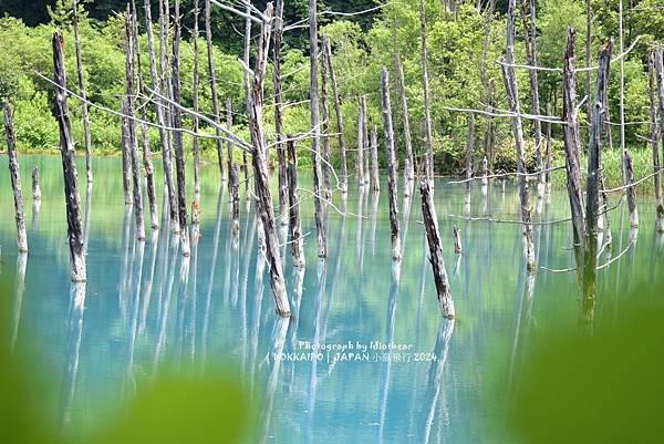 [日本] 畢業旅行。北海道的白金青池與花花世界