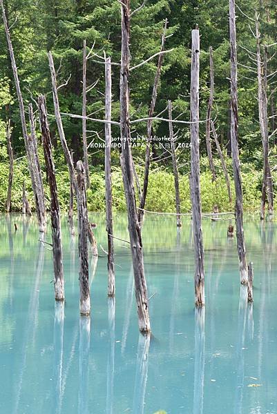 [日本] 畢業旅行。北海道的白金青池與花花世界