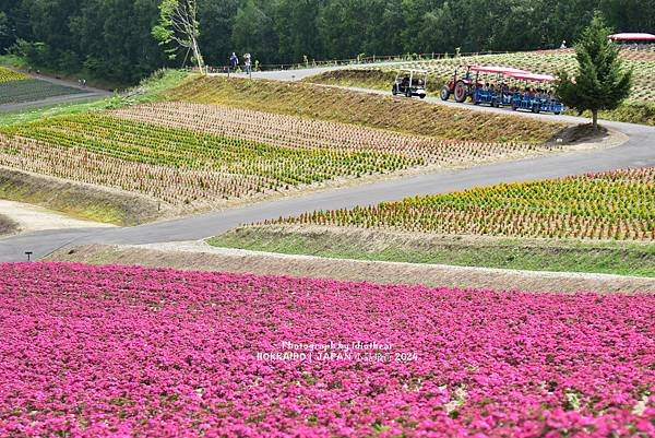 [日本] 畢業旅行。北海道的白金青池與花花世界