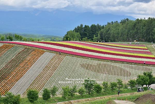 [日本] 畢業旅行。北海道的白金青池與花花世界