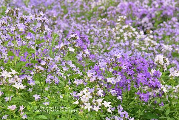 [日本] 畢業旅行。北海道的白金青池與花花世界