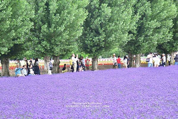 [日本] 畢業旅行。北海道的白金青池與花花世界