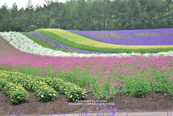 [日本] 畢業旅行。北海道的白金青池與花花世界