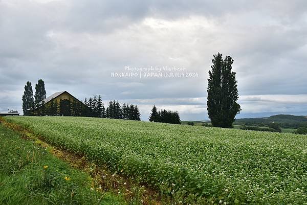 [日本] 畢業旅行。北海道的白金青池與花花世界