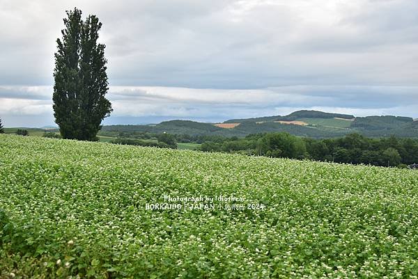 [日本] 畢業旅行。北海道的白金青池與花花世界