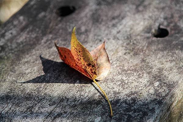 _MG_3656.jpg