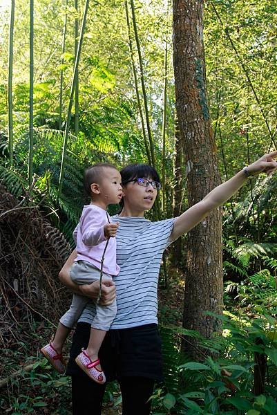埔里顏氏牧場 楓樹林景觀路線