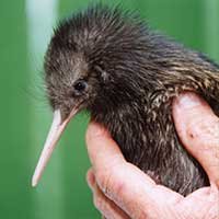 small-kiwi.jpg