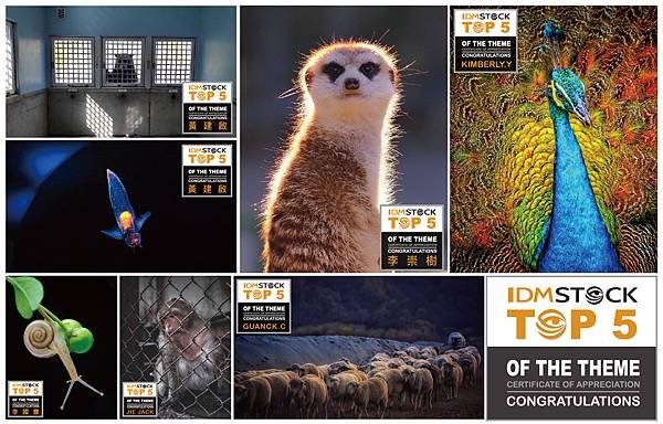 動物 封面 TOP 5 _工作區域 1.jpg