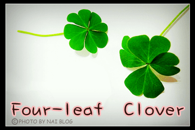 Four Leaf Clover 1