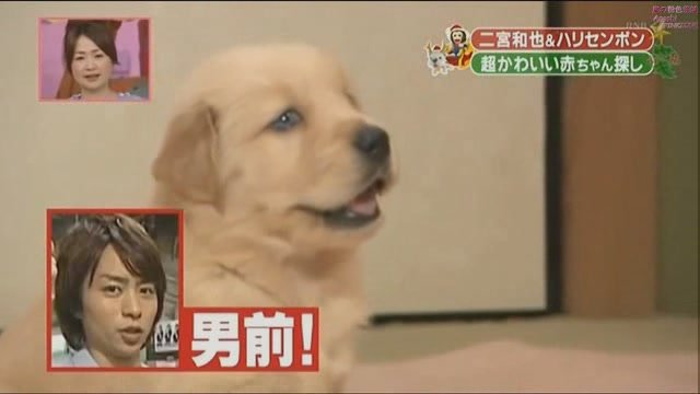101225 天才!志村どうぶつ園
