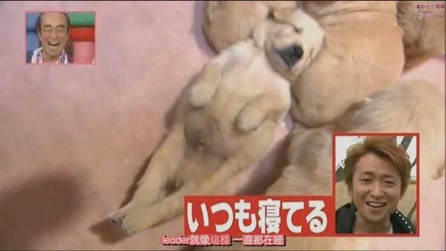 101225 天才!志村どうぶつ園