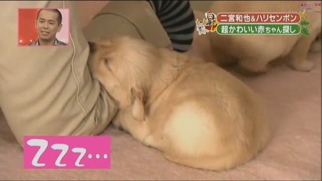 101225 天才!志村どうぶつ園