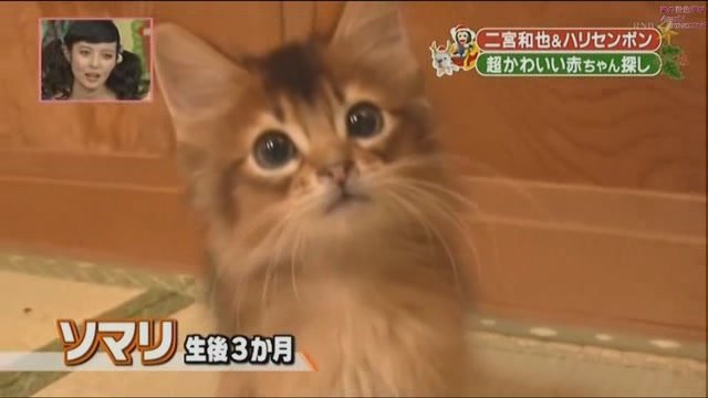 101225 天才!志村どうぶつ園