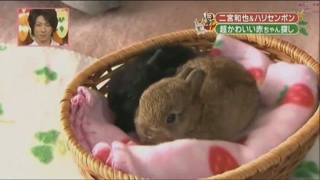 101225 天才!志村どうぶつ園