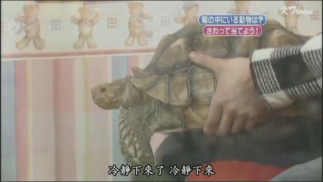 080119 天才!志村どうぶつ園