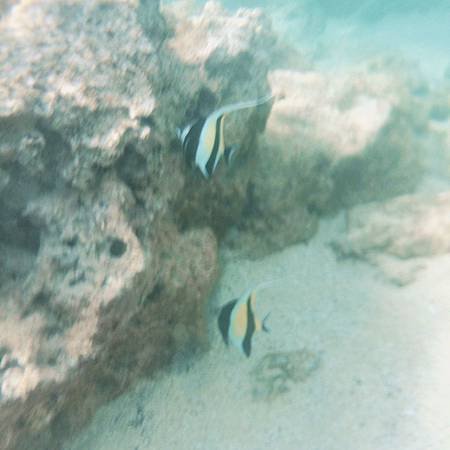 夏威夷自由行 浮潛