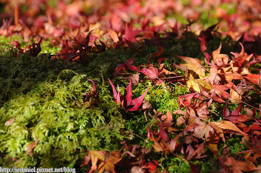 DSC_0685.jpg