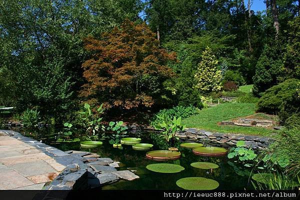 800px-2008-07-24_Lily_pond_at_Duke_Gardens_3.jpg